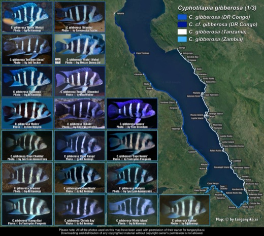 Cyphotilapia gibberosa (1/3) distribution map