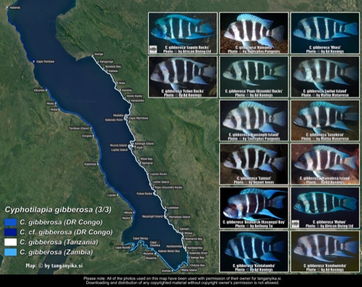 Cyphotilapia gibberosa (3/3) distribution map