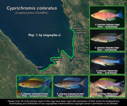 Cyprichromis coloratus distribution map