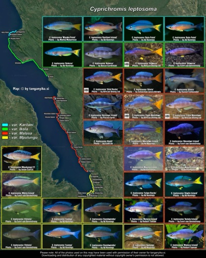Cyprichromis leptosoma distribution map