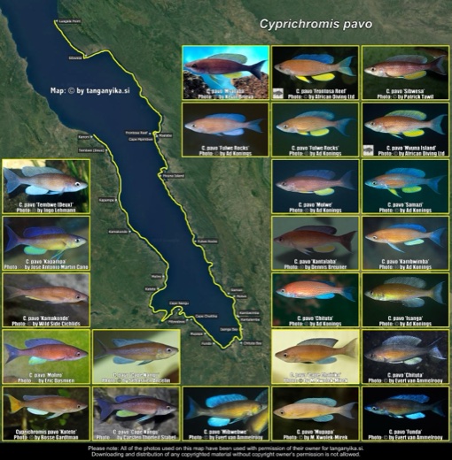 Cyprichromis pavo distribution map
