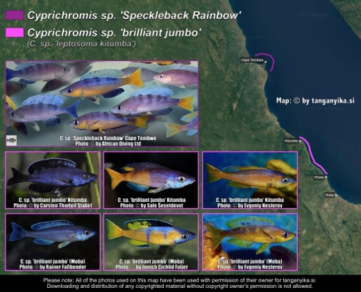 Cyprichromis sp. 'speckleback rainbow' & Cyprichromis sp. 'brilliant jumbo' distribution map