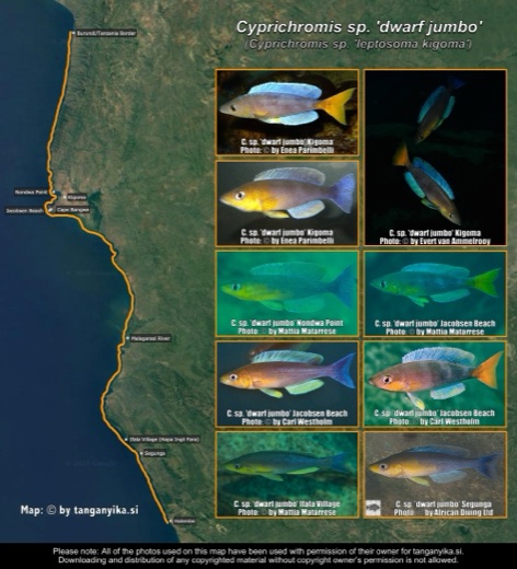 Cyprichromis sp. 'dwarf jumbo' distribution map