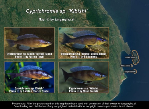 Cyprichromis sp. 'kibishi' distribution map