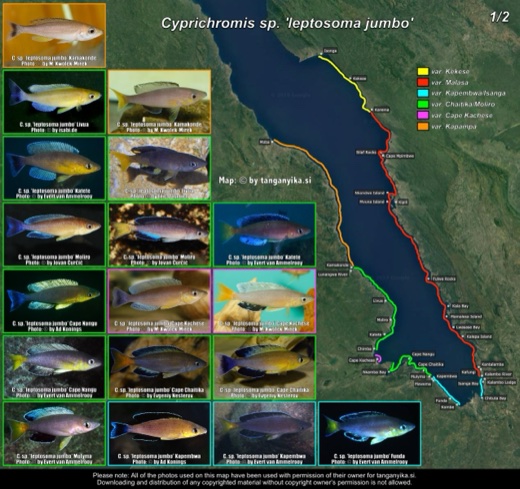 Cyprichromis sp. 'leptosoma jumbo' (1/2) distribution map