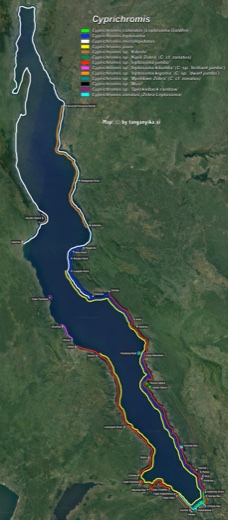 Cyprichromis distribution map by tanganyika.si distribution map
