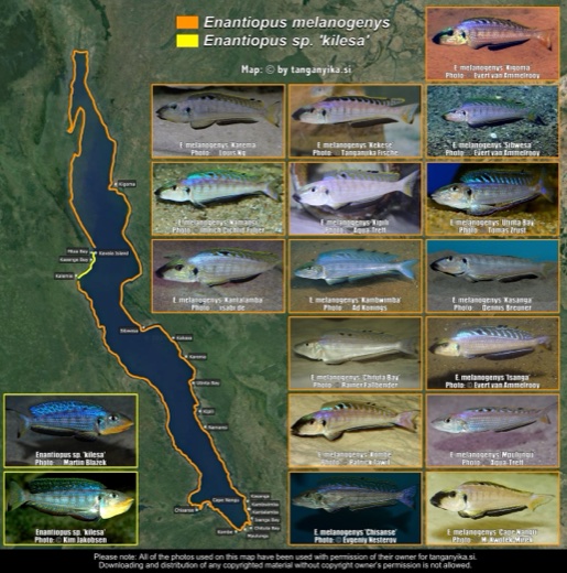 Enantiopus melanogenys & Enantiopus sp. 'kilesa' distribution map