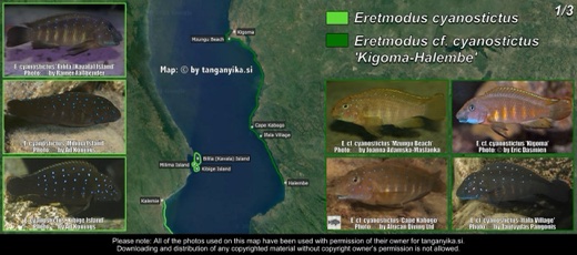 Eretmodus cyanostictus (1/3) distribution map