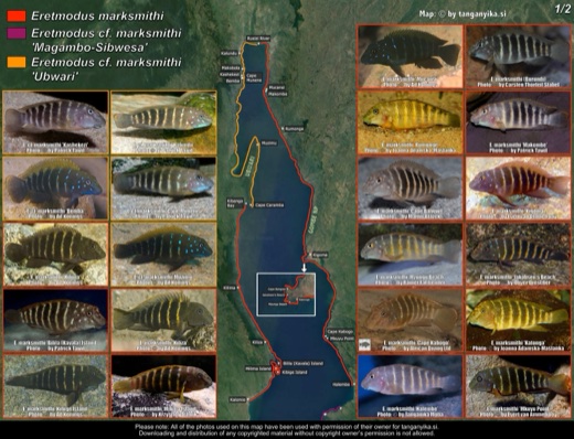 Eretmodus marksmithi (1/2) distribution map