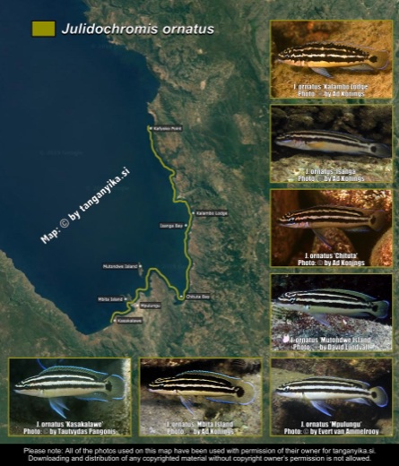 Julidochromis ornatus distribution map
