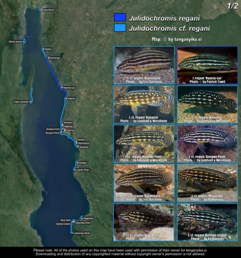 Julidochromis regani & Julidochromis cf. regani (1/2) distribution map