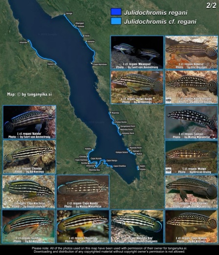 Julidochromis regani & Julidochromis cf. regani (2/2) distribution map