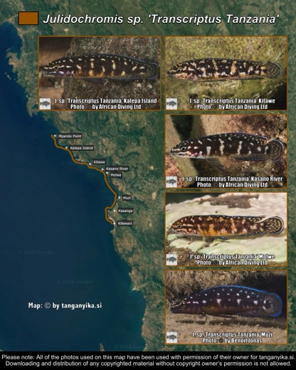 Julidochromis sp. 'transcriptus tanzania' distribution map