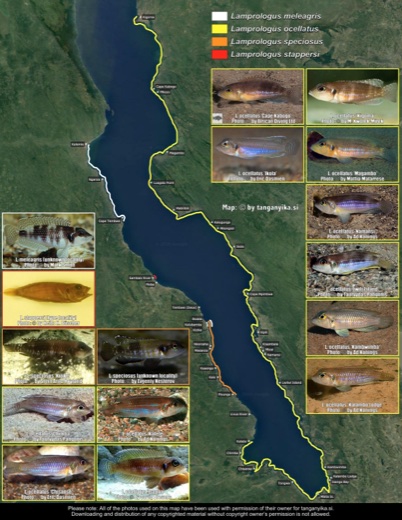 Lamprologus ocellatus and its look-alikes distribution map