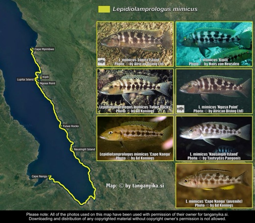 Lepidiolamprologus mimicus distribution map