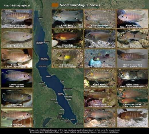 Neolamprologus brevis distribution map