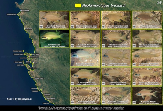 Neolamprologus brichardi (3/5) distribution map