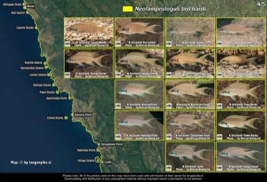 Neolamprologus brichardi (4/5) distribution map