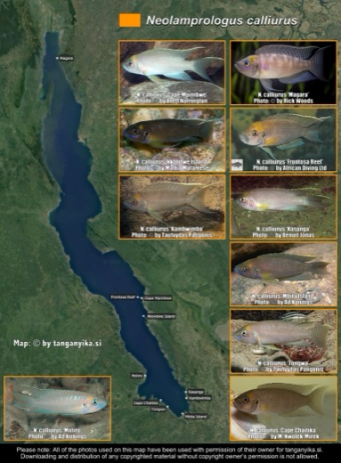 Neolamprologus calliurus distribution map