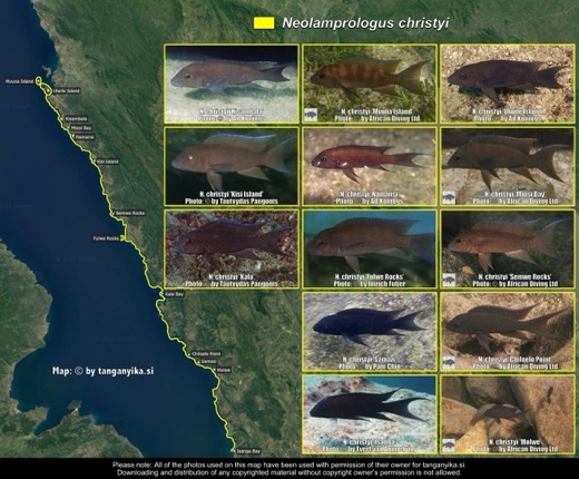 Neolamprologus christyi distribution map