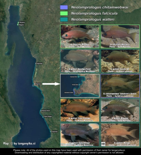 Neolamprologus chitamwebwai, Neolamprologus falcicula & Neolamprologus walteri distribution map