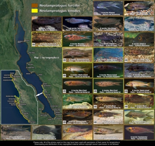 Neolamprologus furcifer & Neolamprologus timidus distribution map