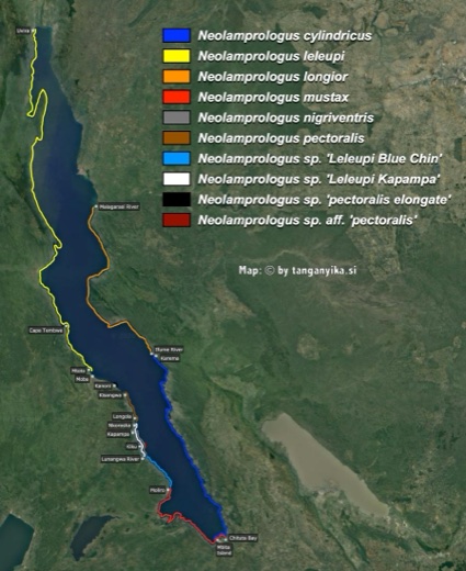 Neolamprologus cylindricus, N. leleupi & N. leleupi-like, N. longior, N. mustax, N. nigriventris, N. pectoralis & N. pectoralis-like distribution map