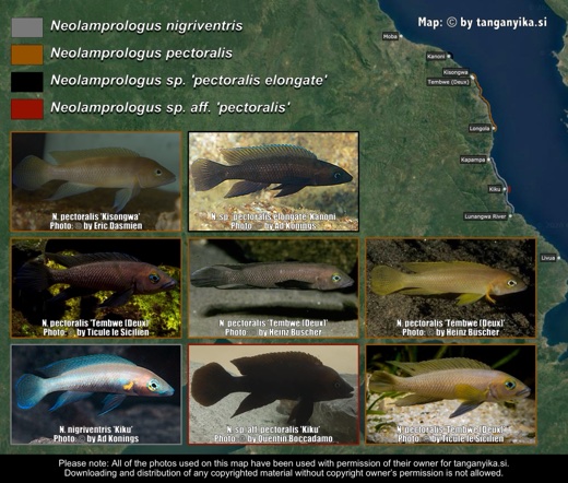 N. nigriventris, N. pectoralis & N. sp. 'pectoralis elongate' distribution map
