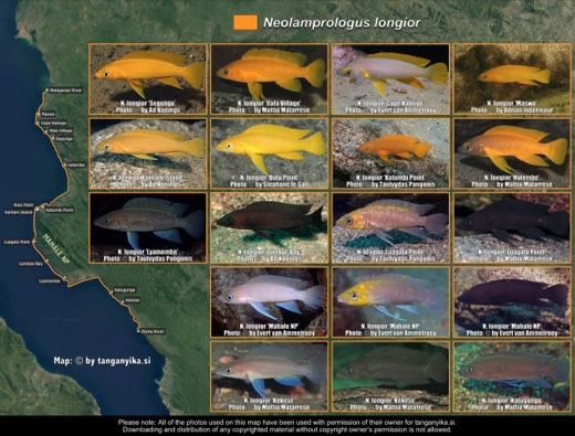 Neolamprologus longior distribution map