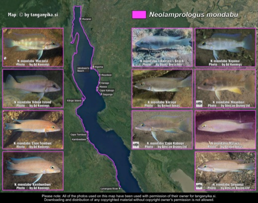 Neolamprologus mondabu distribution map