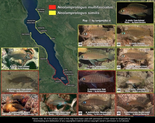 Neolamprologus multifasciatus & Neolamprologus similis distribution map