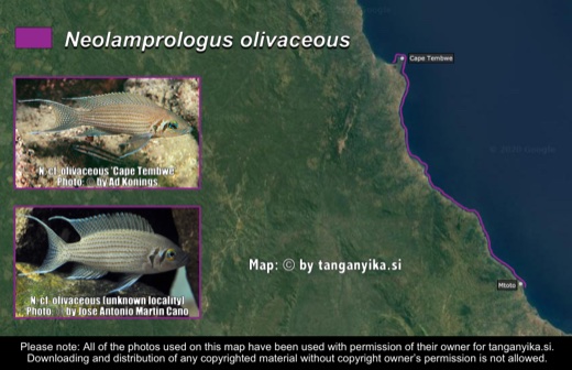 Neolamprologus olivaceous distribution map