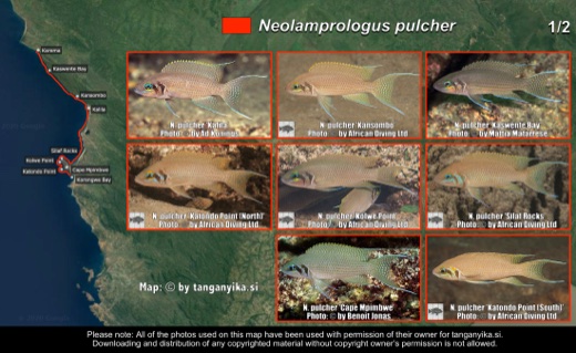 Neolamprologus pulcher (1/2) distribution map