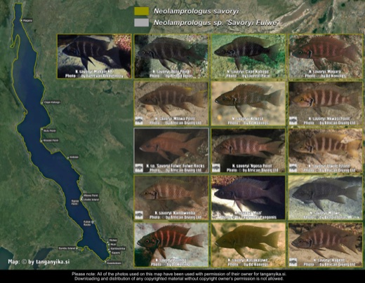 Neolamprologus savoryi distribution map