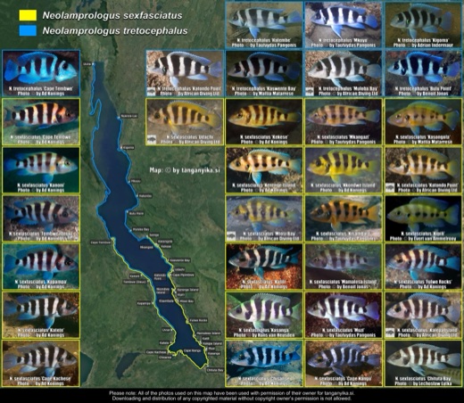 Neolamprologus sexfasciatus & Neolamprologus tretocephalus distribution map