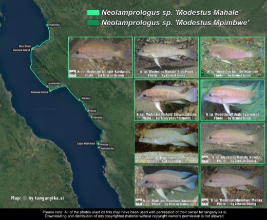 Neolamprologus sp. 'modestus mahale' & Neolamprologus sp. 'modestus mpimbwe' distribution map