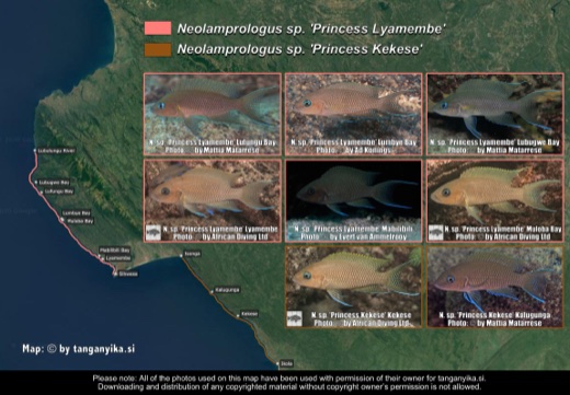 Neolamprologus sp. 'princess lyamembe' & Neolamprologus sp. 'princess kekese' distribution map