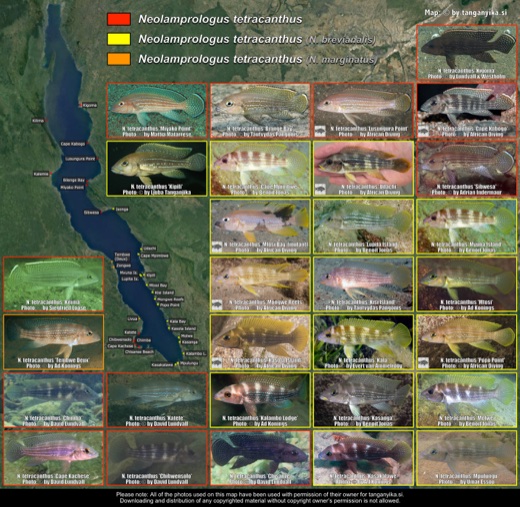 Neolamprologus tetracanthus distribution map
