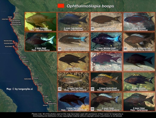 Ophthalmotilapia boops distribution map