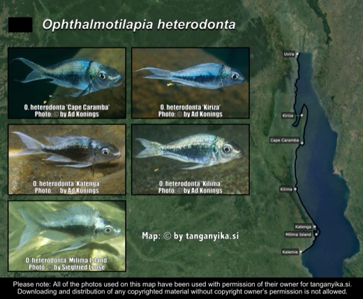 Ophthalmotilapia heterodonta distribution map