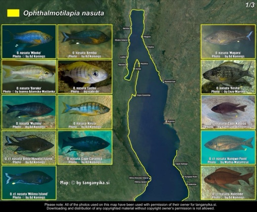 Ophthalmotilapia nasuta (1/3) distribution map