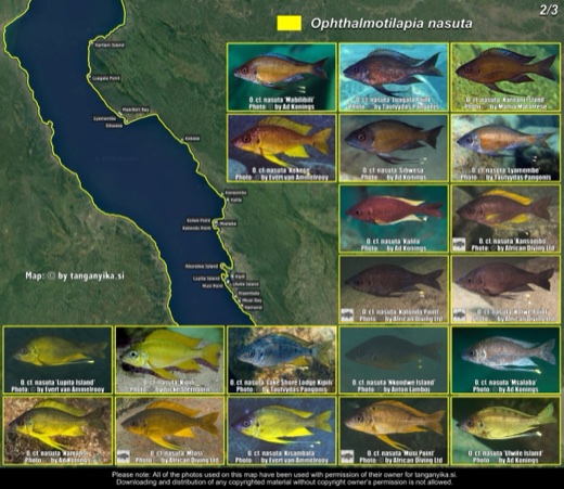 Ophthalmotilapia nasuta (2/3) distribution map