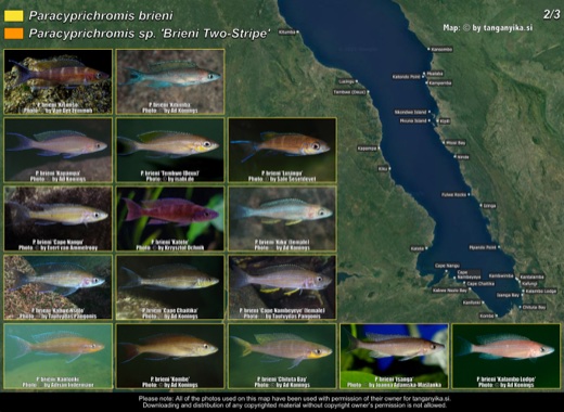 Paracyprichromis brieni & Paracyprichromis sp. 'brieni two-stripe' (2/3) distribution map