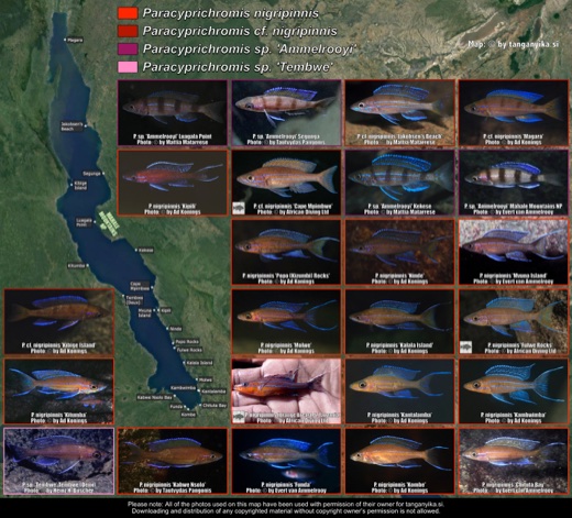 Paracyprichromis nigripinnis, Paracyprichromis sp. 'ammelrooyi' & Paracyprichromis sp. 'tembwe' distribution map