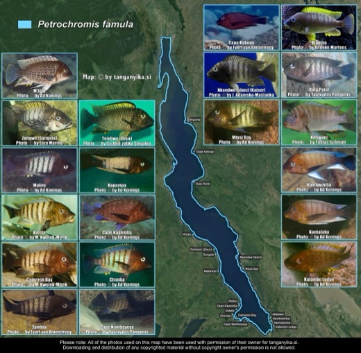 Petrochromis famula distribution map