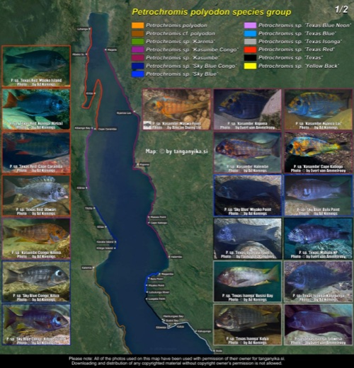 Petrochromis polyodon species group (1/2) distribution map