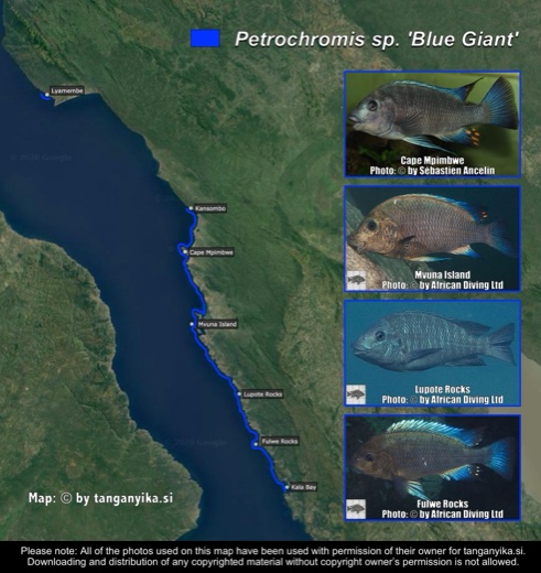 Petrochromis sp. 'blue giant' distribution map