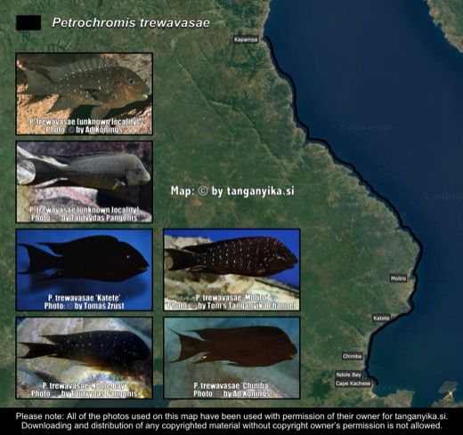 Petrochromis trewavasae distribution map