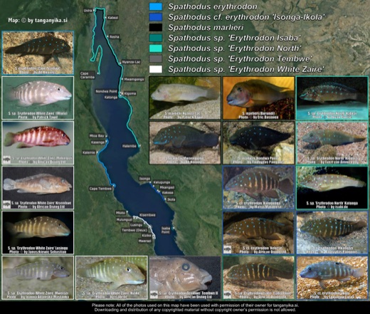Spathodus distribution map