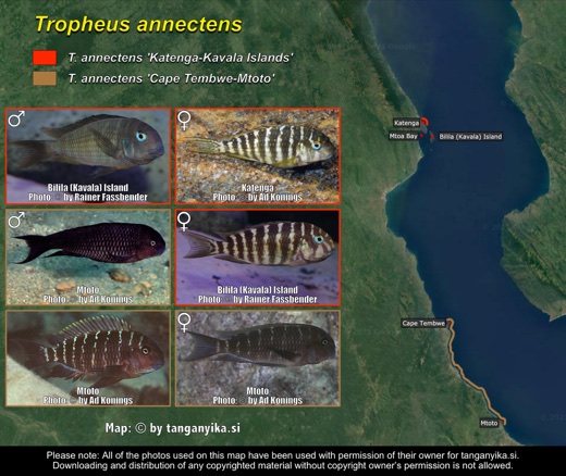 Tropheus annectens distribution map